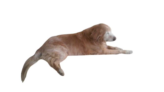 coda the golden retriever