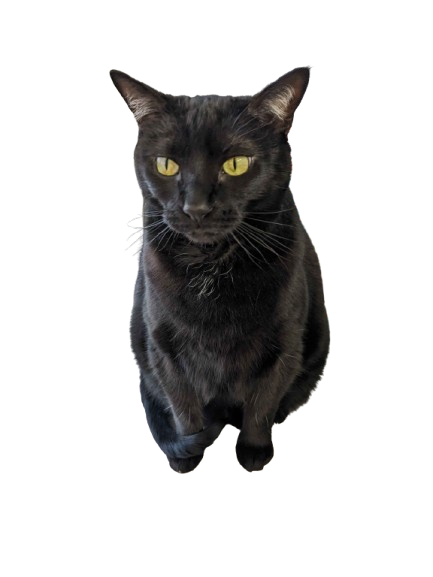 dragon the black cat